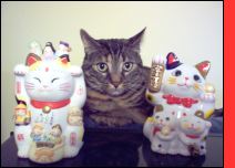 My cat Lucky and two of my favorite Maneki Nekos